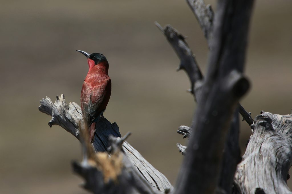 Bird Watching in Albuquerque