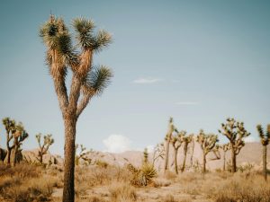 RV Prep Tips Desert Travel