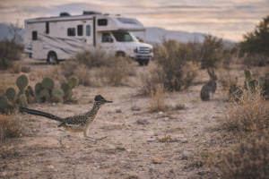 desert wildlife Albuquerque